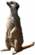 Nome in codice (Maverick Meerkat, il Suricato Indipendente) della versione 10.10 di Ubuntu